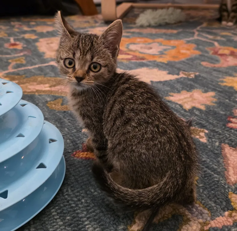 A baby small-sized female Tabby (Brown / Chocolate) Domestic Short Hair cat named Reed for adoption in Fruit Heights, UT