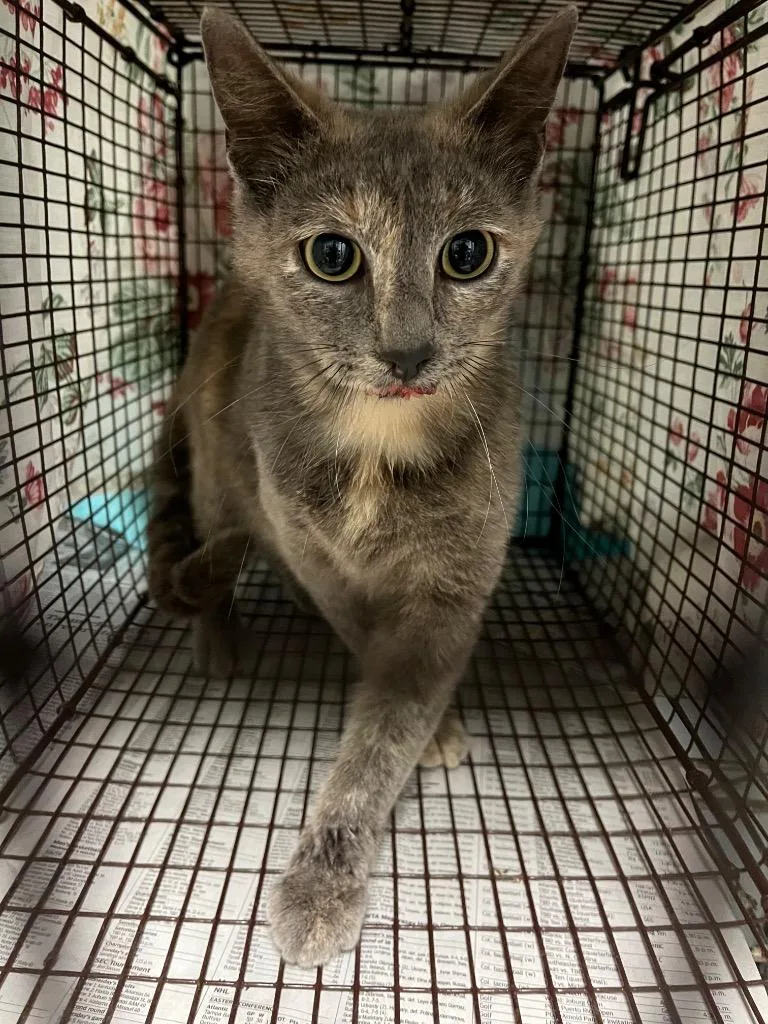 A young medium-sized female Domestic Short Hair cat named Rosa for adoption in New Braunfels, TX