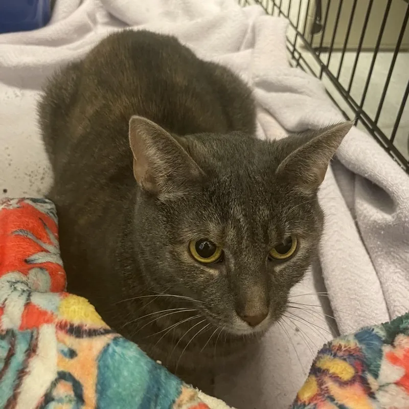 An adult medium-sized female Tortoiseshell Domestic Short Hair cat named Mochi for adoption in Springfield, IL