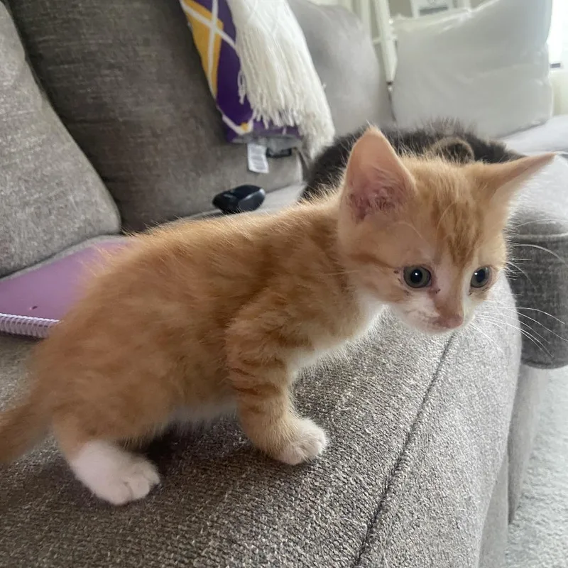 A baby small-sized male Orange / Red Domestic Short Hair cat named Orangutan for adoption in Chapel Hill, NC