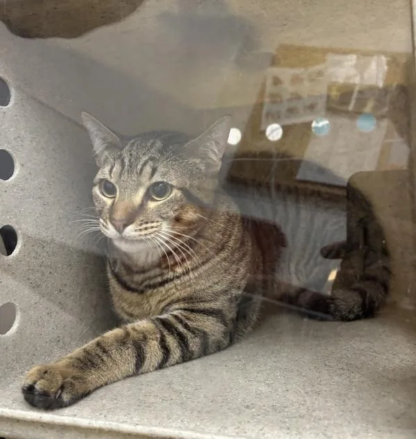 A young medium-sized male Domestic Short Hair cat named Salsa for adoption in Silverdale, WA