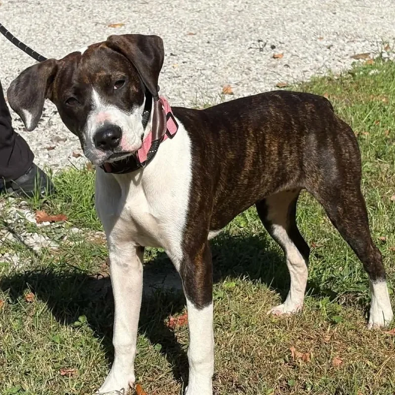 A young medium-sized female Brindle Mixed Breed dog named Kit Kat for adoption in Edwardsville, IL