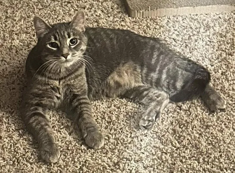 An adult medium-sized female Tabby (Gray / Blue / Silver) Domestic Short Hair cat named Gloria for adoption in Milwaukee, WI