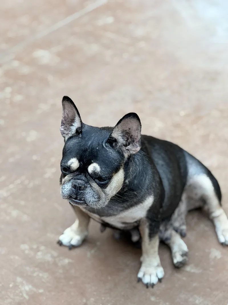 An adult small-sized female French Bulldog dog named Josephine for adoption in North Freedom, WI