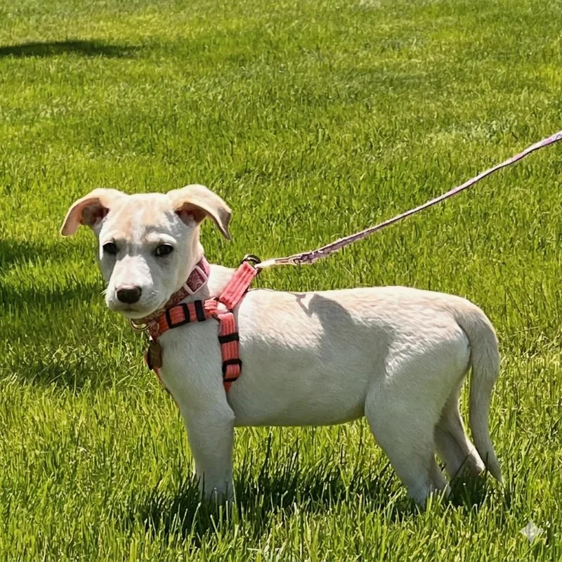 A baby medium-sized female Terrier dog named Dorothy for adoption in Prior Lake, MN