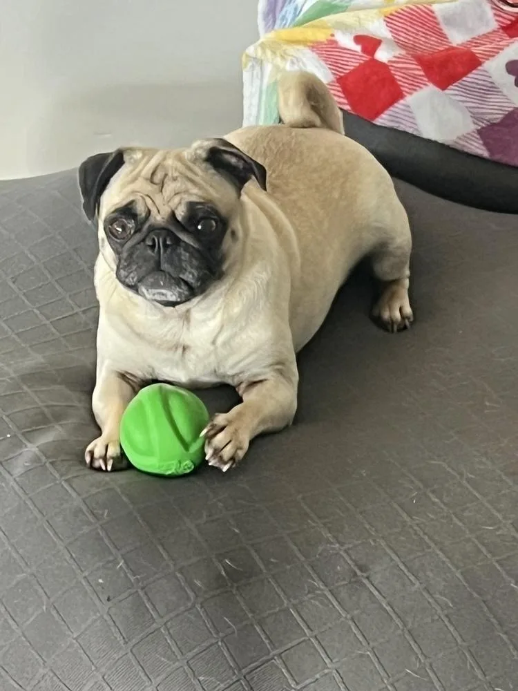 An adult small-sized female Yellow / Tan / Blond / Fawn Pug dog named Nala for adoption in Eagle, ID