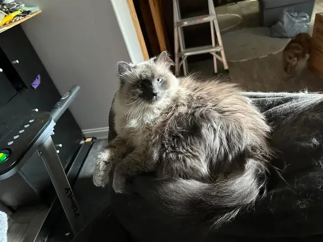 An adult medium-sized male Persian cat named Voli Bear for adoption in Egg Harbor City, NJ