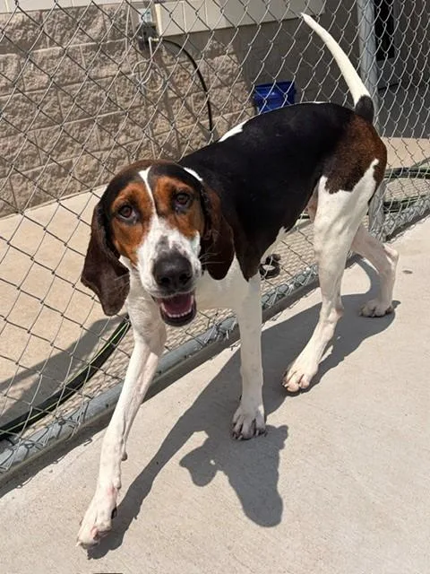 An adult medium-sized female Tricolor (Brown, Black, & White) Treeing Walker Coonhound dog named Maggie for adoption in Fayetteville, AR