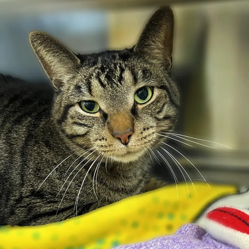 An adult large-sized male Brown / Chocolate Domestic Short Hair cat named Jem for adoption in Springfield, IL