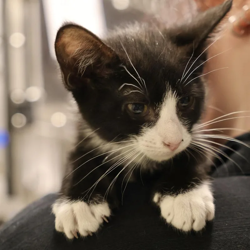 A baby small-sized female Black Domestic Short Hair cat named Beau for adoption in Briarcliff Manor, NY