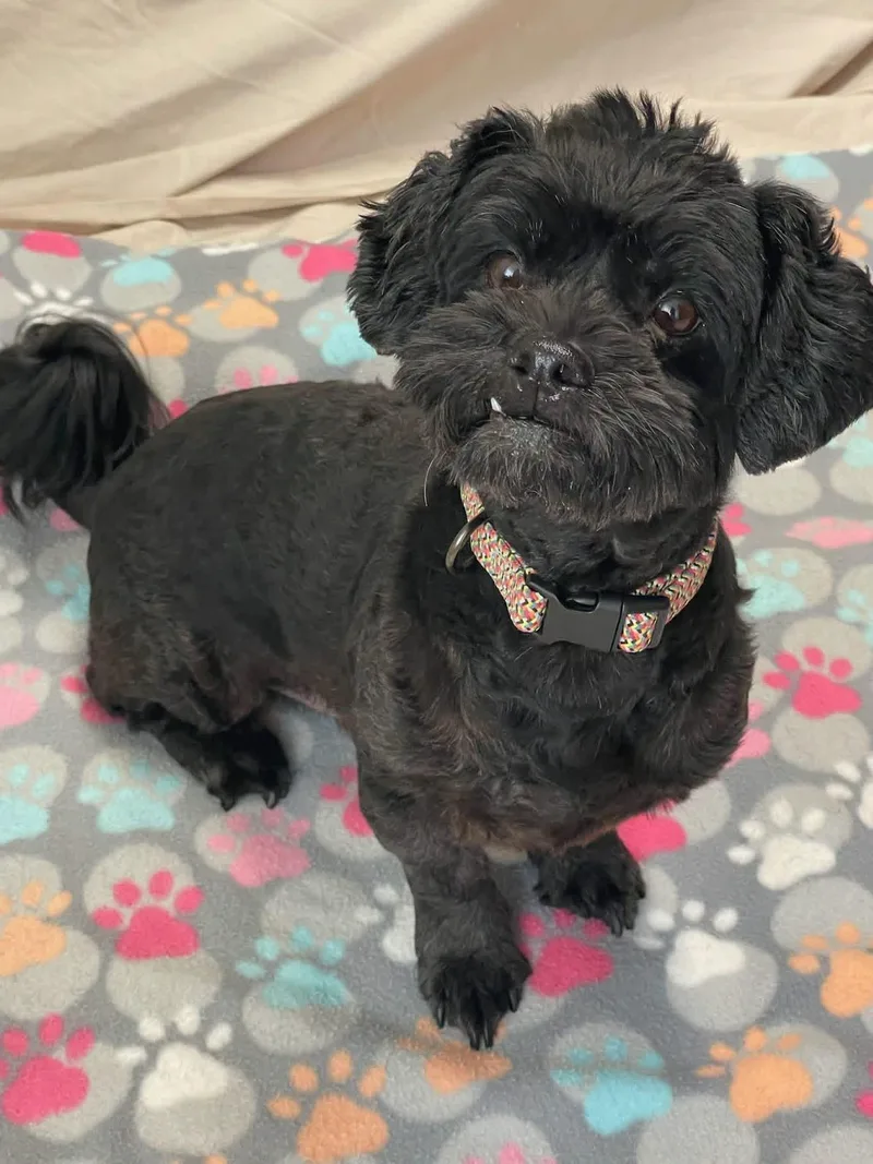 A young small-sized male Black Lhasa Apso dog named Ace for adoption in Lacon, IL