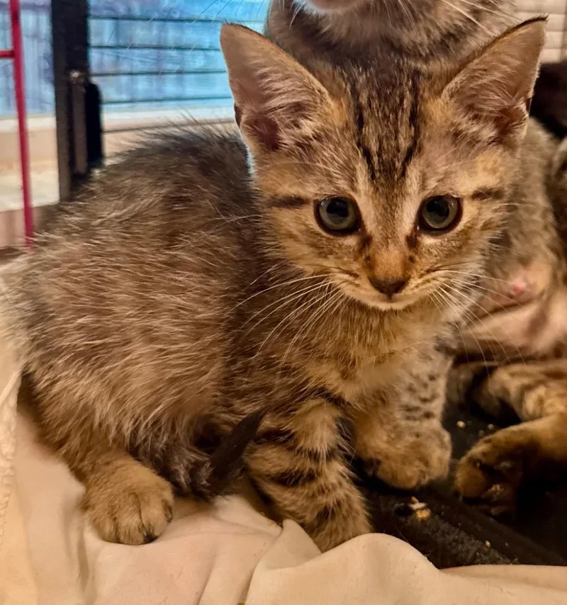 A baby small-sized male Domestic Short Hair cat named Myrtle for adoption in New Braunfels, TX