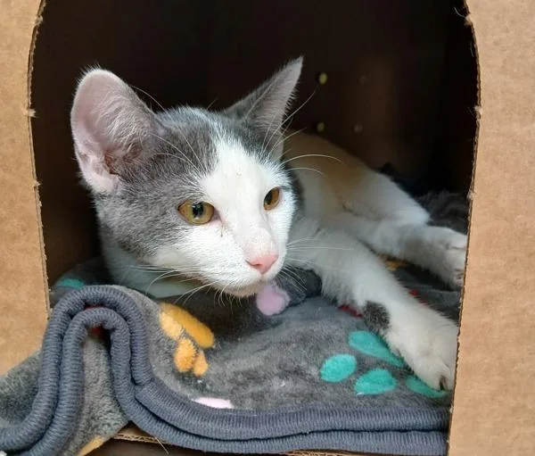 A young medium-sized male Domestic Short Hair cat named Dart for adoption in Sioux City, IA