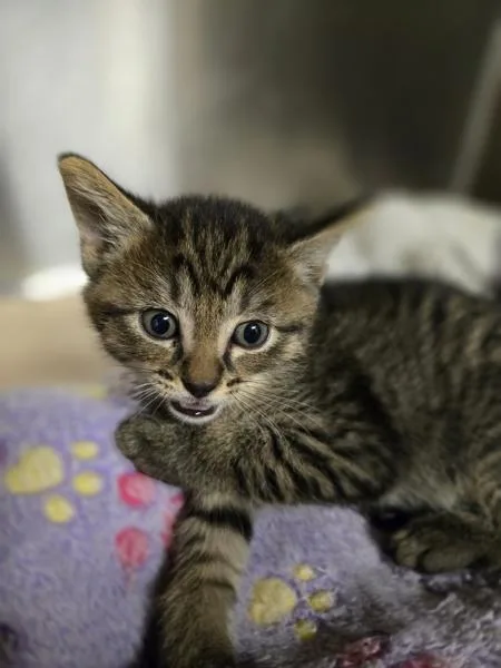 A baby small-sized male Domestic Short Hair cat named Brody for adoption in Kennewick, WA