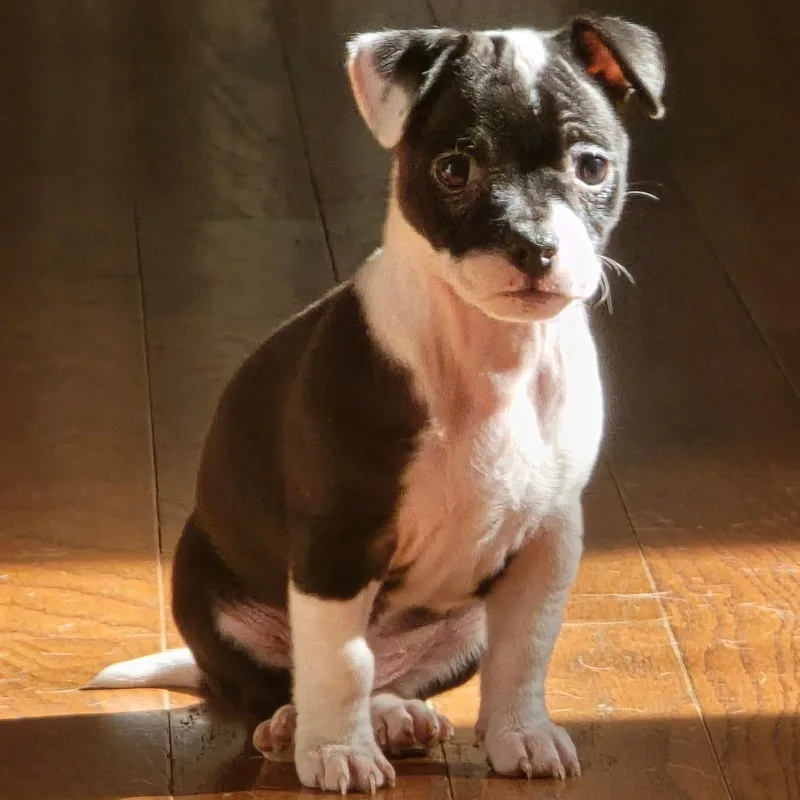 A baby small-sized female Black Mixed Breed dog named Stevie for adoption in Fredericksburg, VA