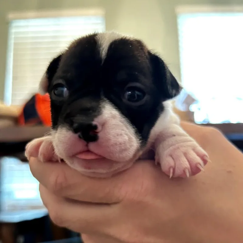Stevie thumbnail 2