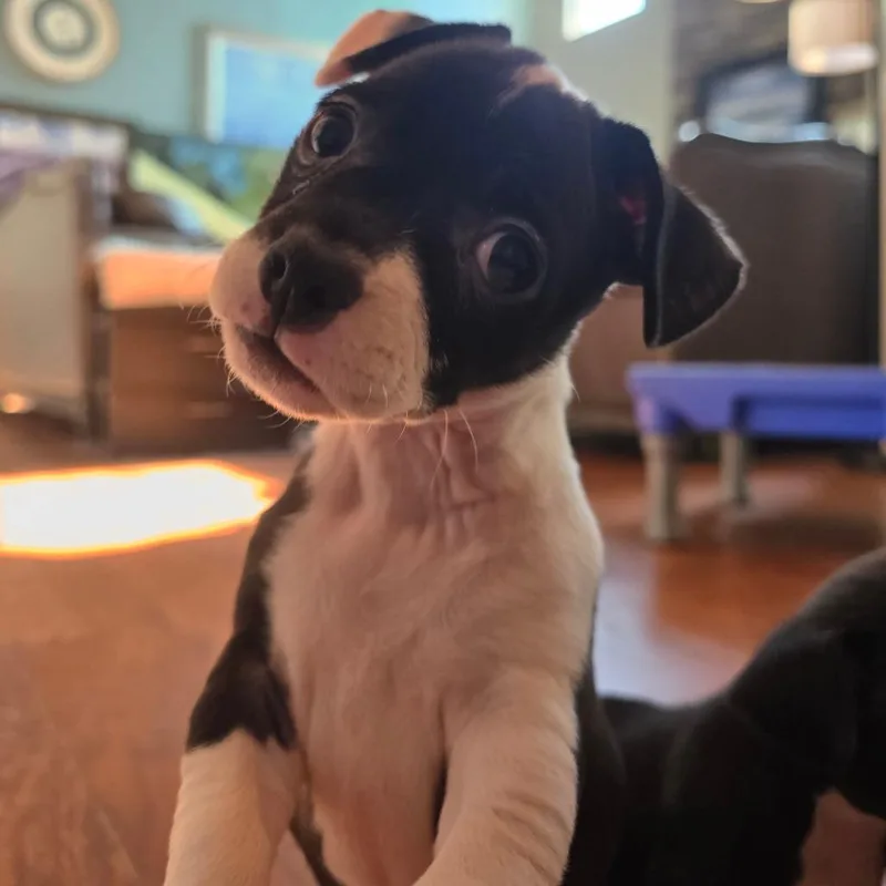 Stevie thumbnail 5
