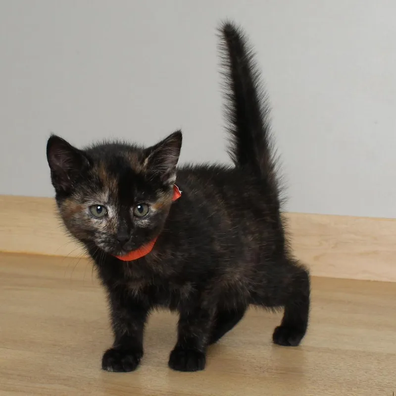 A baby small-sized female Tortoiseshell Domestic Short Hair cat named Galaxy C for adoption in Minnetonka, MN