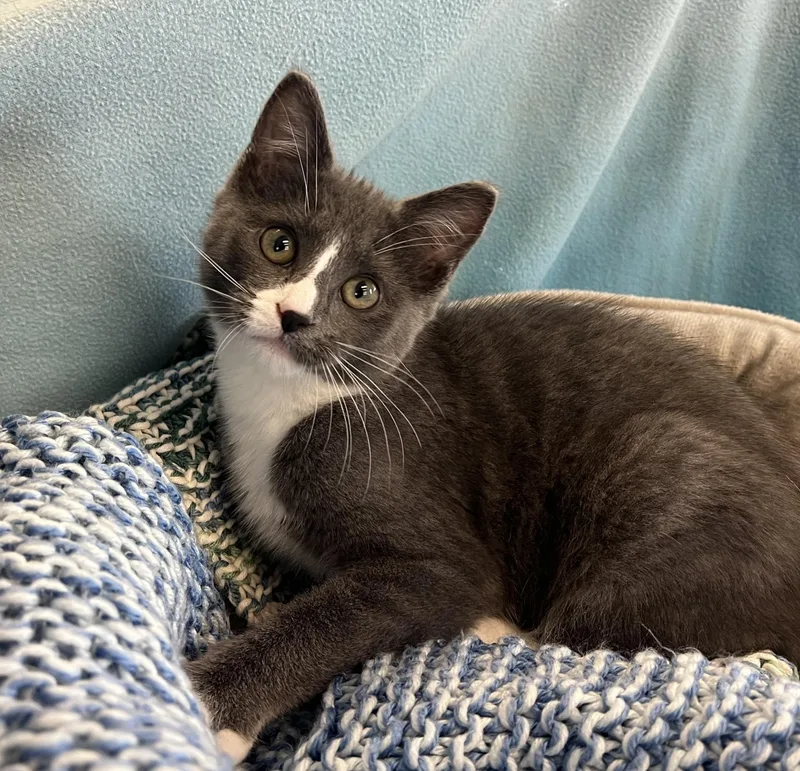 A baby medium-sized male Gray & White Domestic Short Hair cat named Mr. Beans for adoption in Palmyra, VA