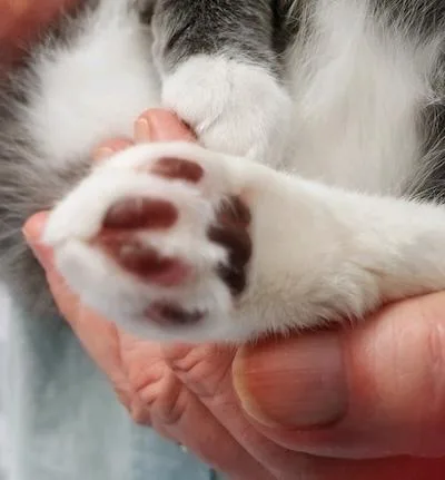 Mr. Beans thumbnail 2