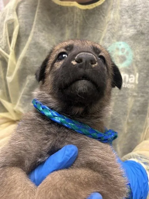 A baby small-sized female Belgian Shepherd / Malinois dog named Ida for adoption in Las Vegas, NV