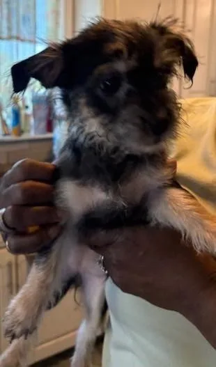 A baby small-sized female Black Shih poo dog named Feisty for adoption in Pasco, WA