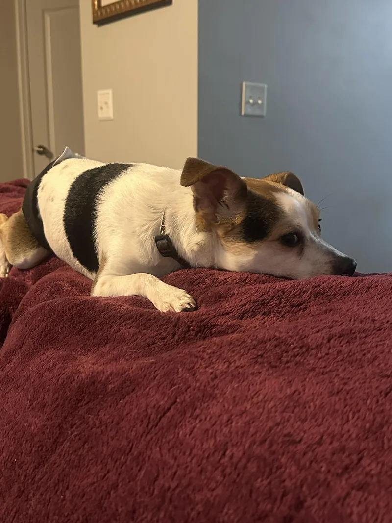 An adult small-sized male Brown / Chocolate Jack Russell Terrier dog named Alfie for adoption in Bartlett, IL