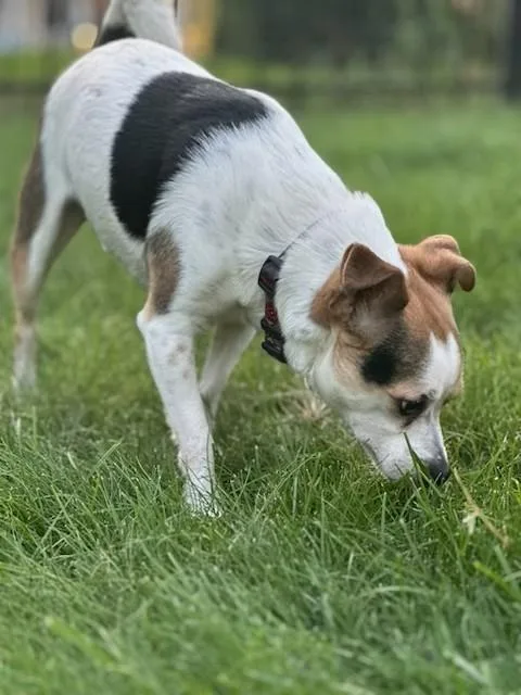 Alfie thumbnail 6