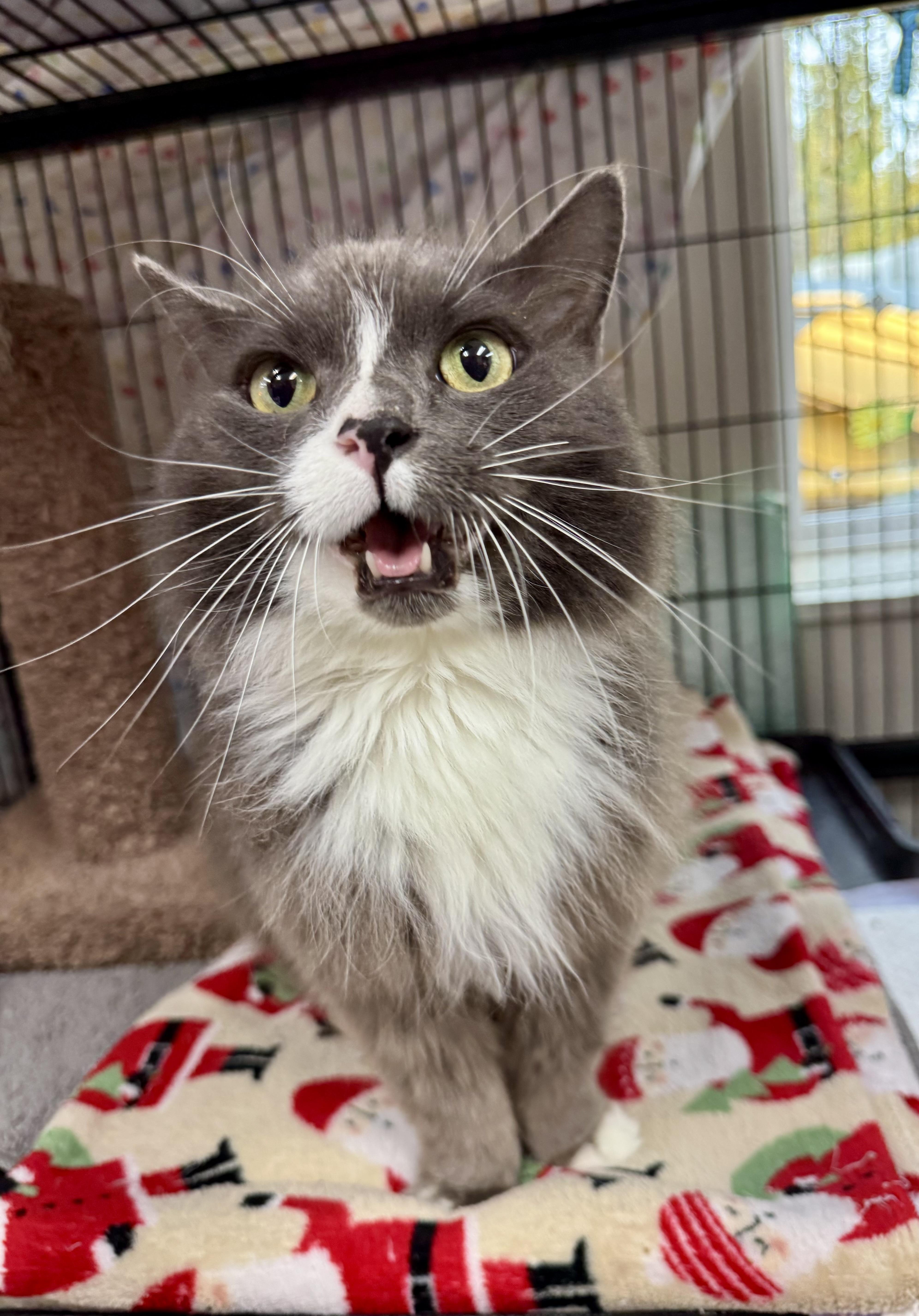 A senior large-sized female Domestic Long Hair cat named Daisy for adoption in Wasilla, AK