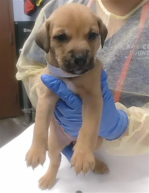 A baby large-sized female Pit Bull Terrier dog named Yowza for adoption in Phoenix, AZ