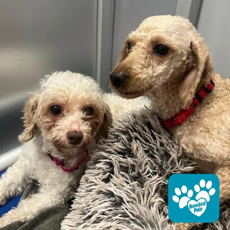 An adult small-sized female Apricot / Beige Mixed Breed dog named Caligo for adoption in Mentor, OH