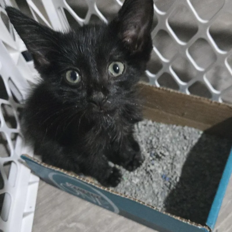 A baby small-sized male Black Domestic Short Hair cat named Focatcia for adoption in Austin, TX