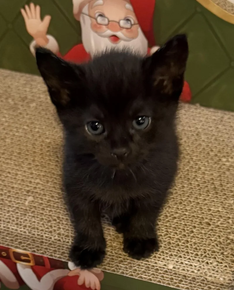A baby small-sized female Domestic Short Hair cat named Mystic for adoption in Bethel Park, PA