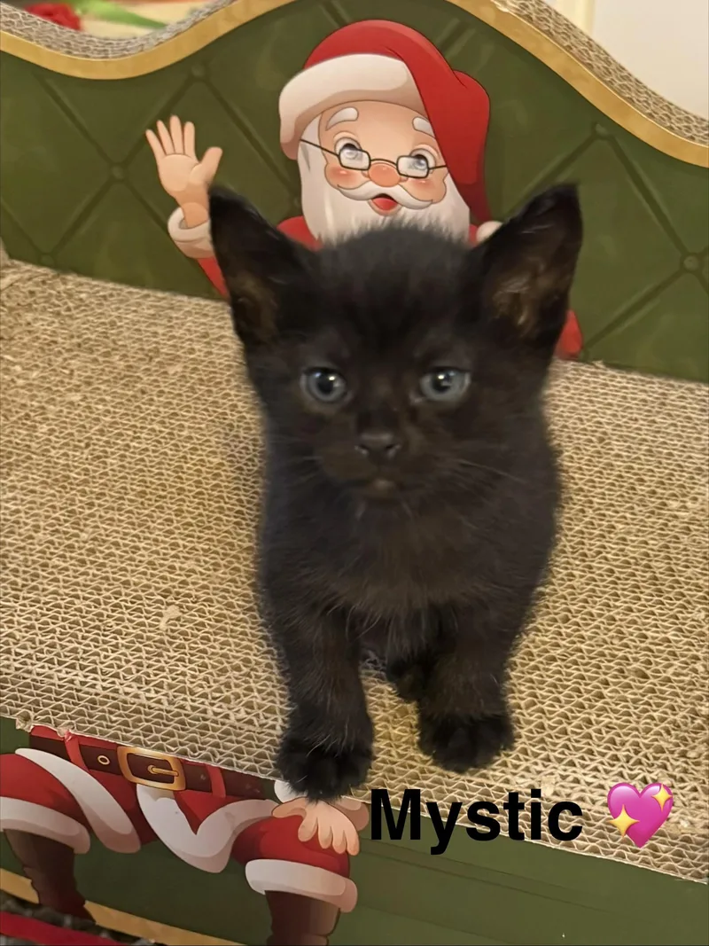 Mystic thumbnail 2