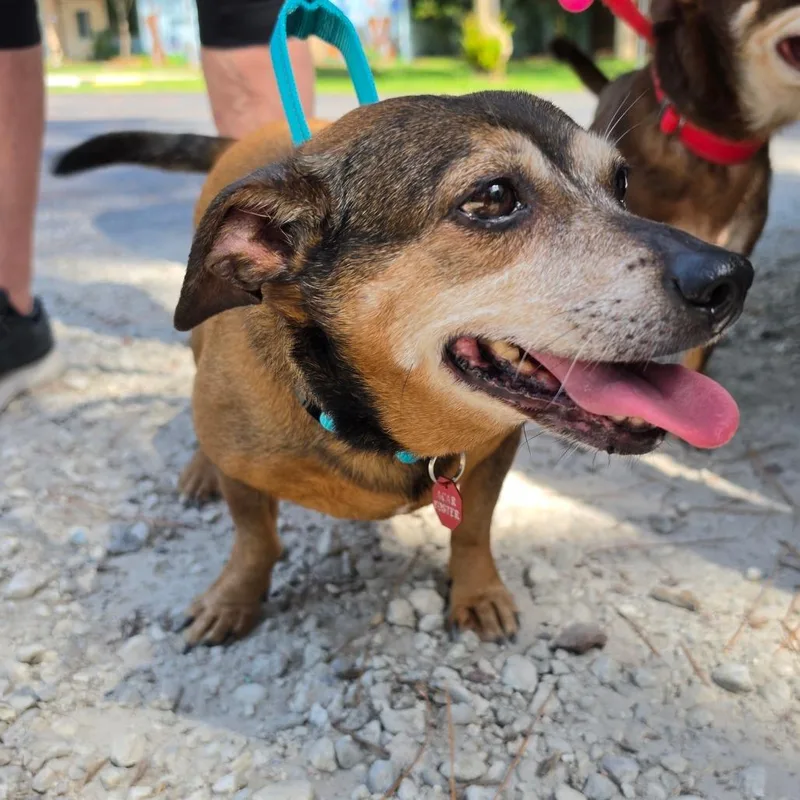 An adult small-sized female Brown / Chocolate Dachshund dog named Sky for adoption in Melrose, FL
