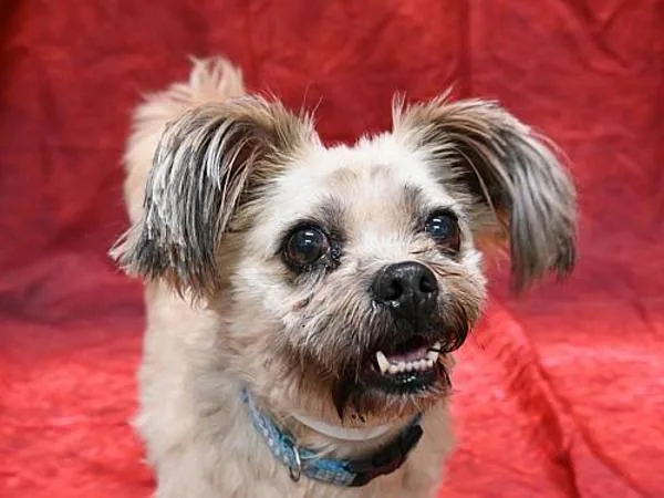 An adult small-sized male Lhasa Apso dog named Sour Pickles for adoption in Portland, OR
