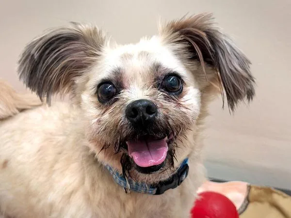 Sour Pickles thumbnail 2