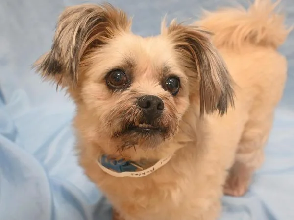 Sour Pickles thumbnail 3