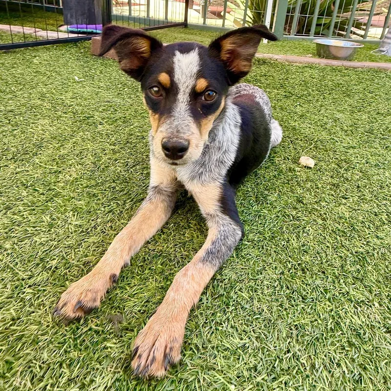 A baby small-sized female Gray / Blue / Silver Cattle Dog dog named Ivy for adoption in Agoura Hills, CA