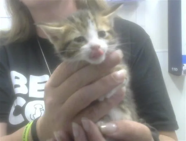 A baby small-sized female Domestic Short Hair cat named Gabby for adoption in Albuquerque, NM