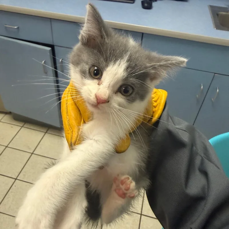 A baby small-sized female White Domestic Medium Hair cat named Codie for adoption in Charleston, WV