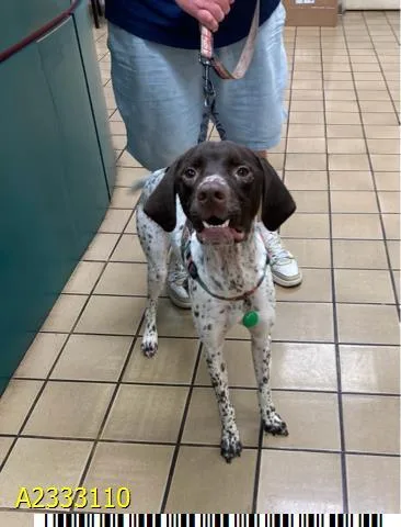 A young medium-sized male Mixed Breed dog named Beau for adoption in West Palm Beach, FL