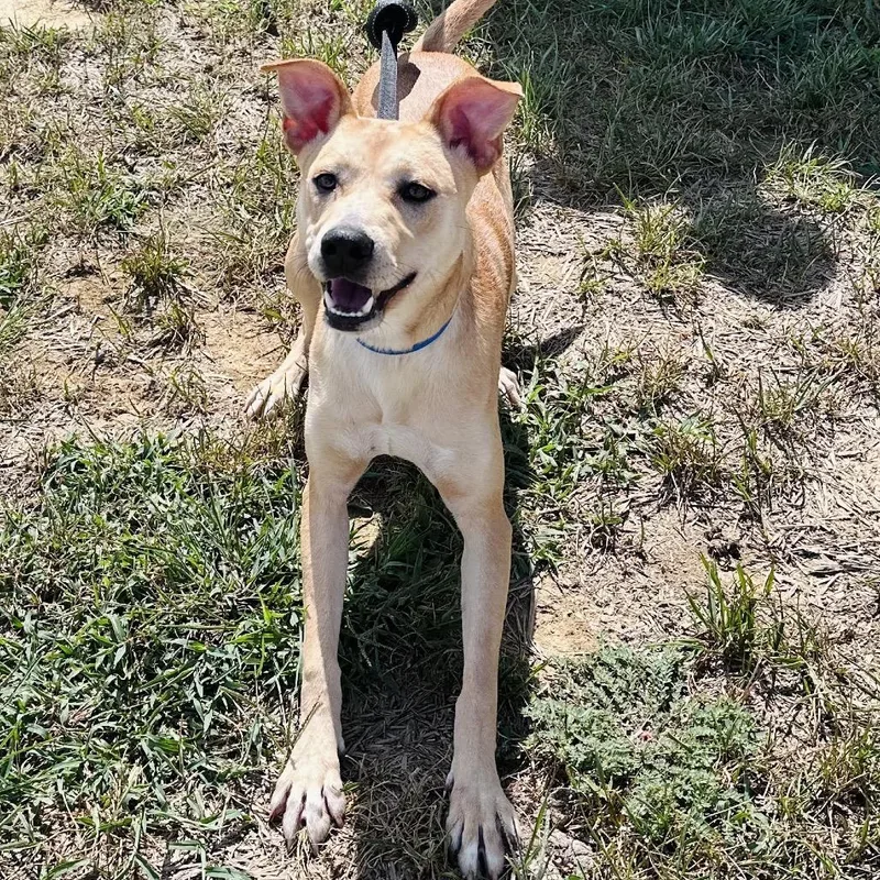 A young medium-sized female Yellow / Tan / Blond / Fawn Yellow Labrador Retriever dog named Marsha for adoption in Mount Vernon, IN