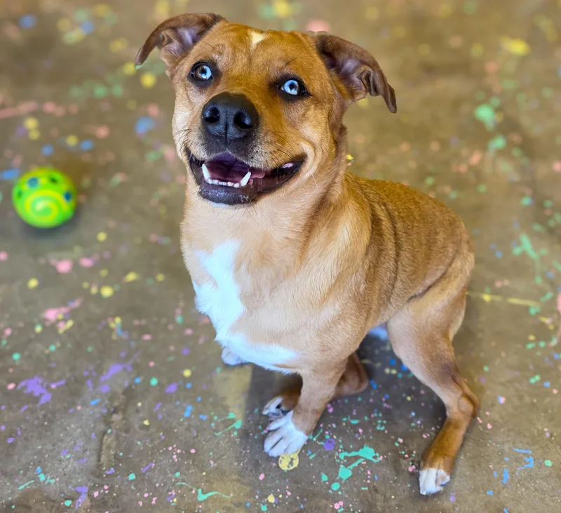 An adult medium-sized female Catahoula Leopard Dog dog named Daisy for adoption in Gainesville, TX