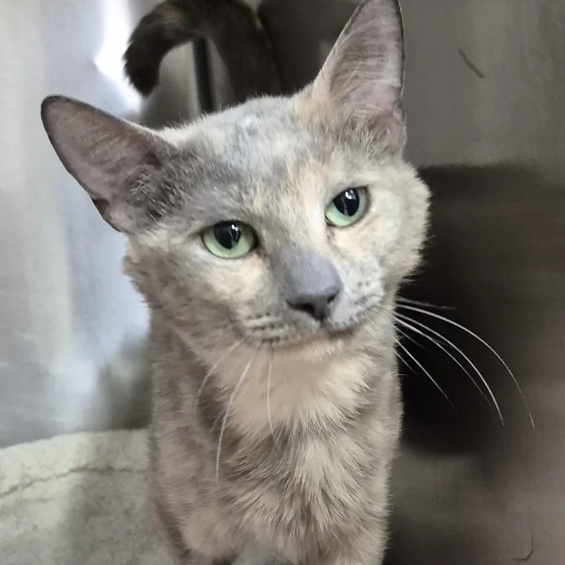 A young medium-sized female Dilute Calico Domestic Short Hair cat named Marbles for adoption in Alpharetta, GA