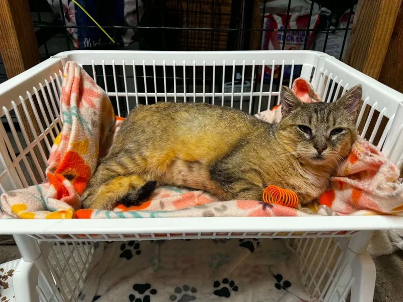 A young small-sized female American Shorthair cat named Abby the Tabby for adoption in Hagaman, NY