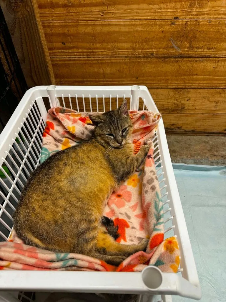 Abby the Tabby thumbnail 2