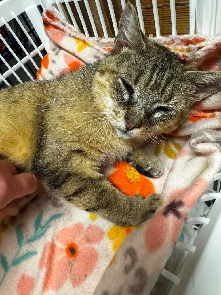 Abby the Tabby thumbnail 3