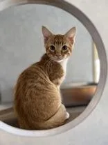 A young medium-sized male Orange & White Domestic Short Hair cat named Eddie for adoption in Eagle, CO