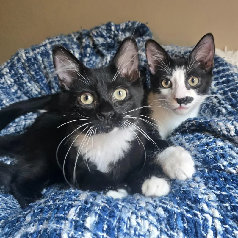 A baby large-sized male Black & White / Tuxedo Domestic Short Hair cat named Flint for adoption in Charlotte, NC